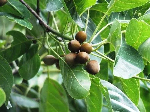 Bibhitaki tree fruit