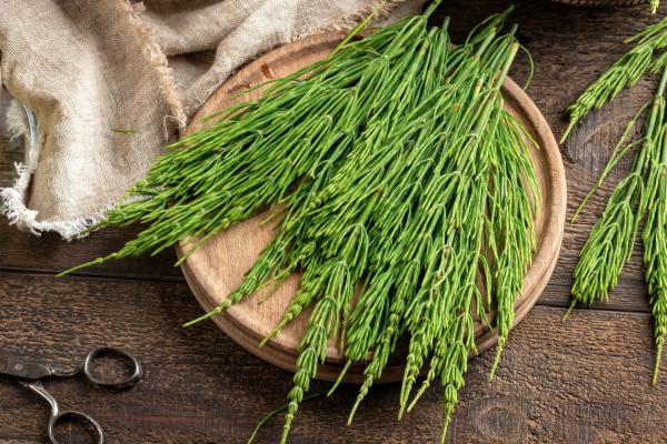 Field Horsetail herb